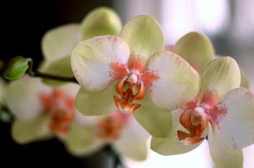 Green Orchids