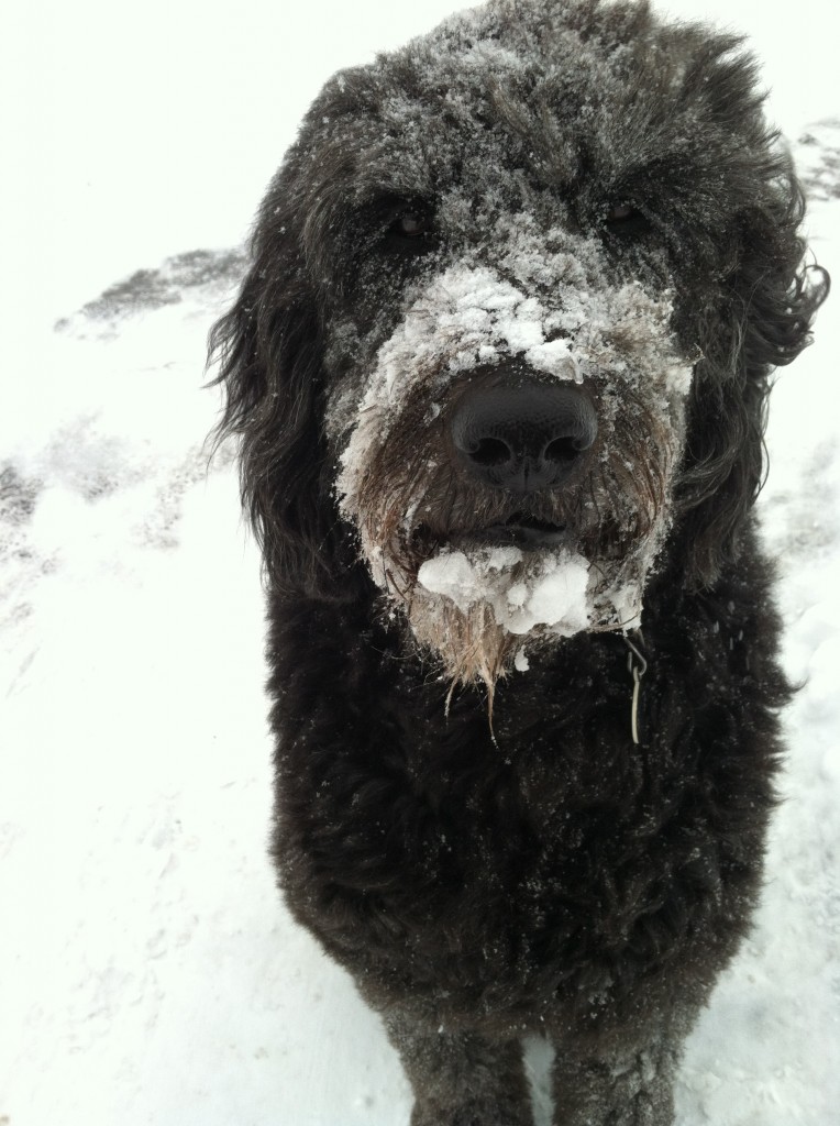 Mimi sez: "Let the snow melt off the dog!!"