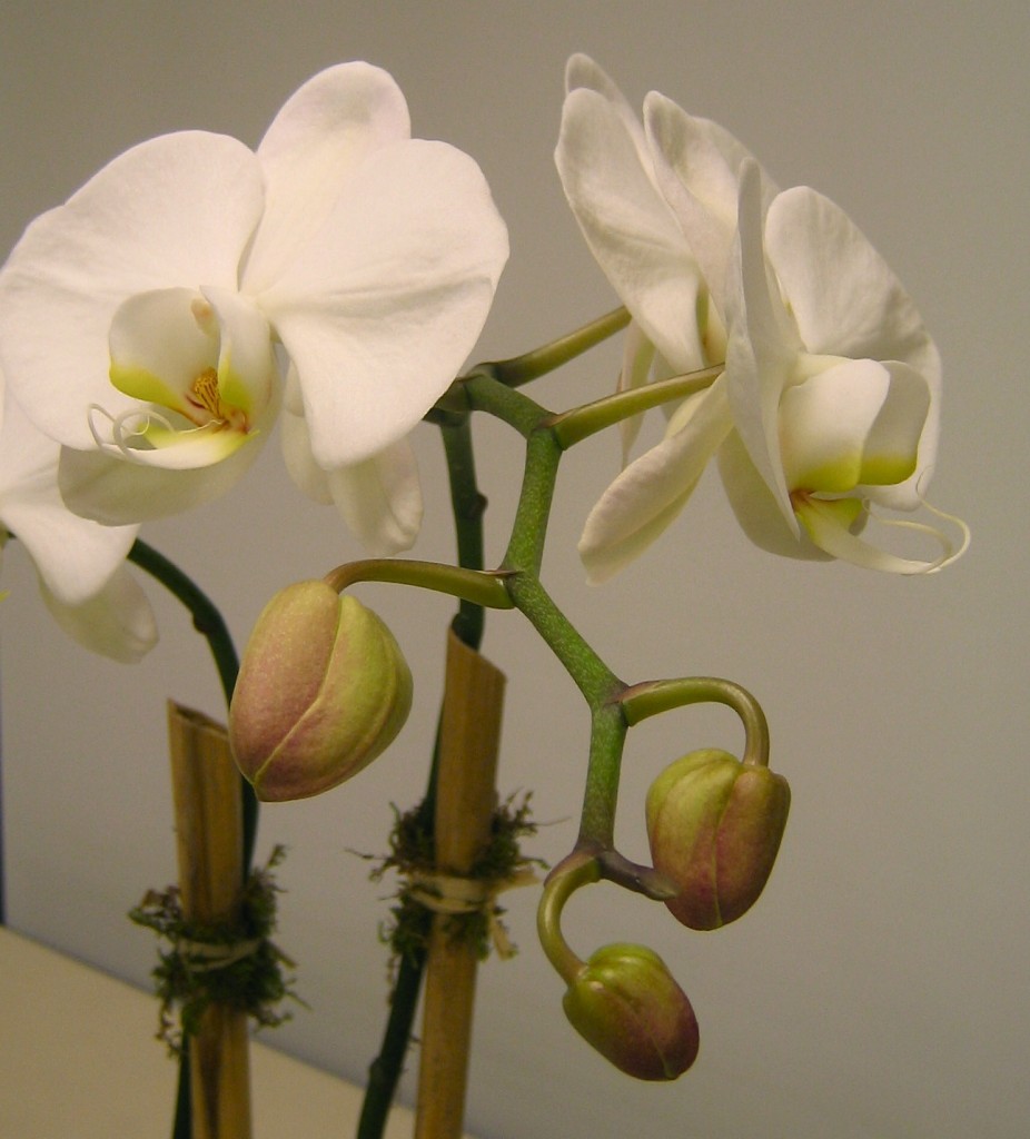 Beautiful White Orchid