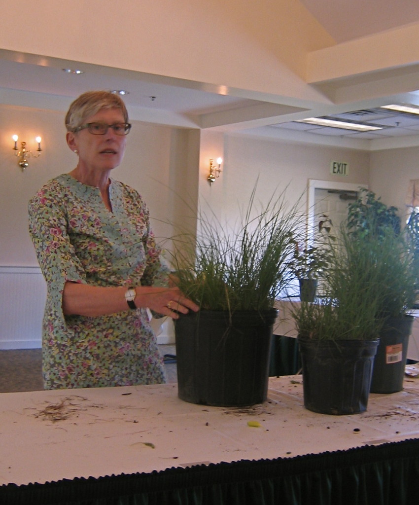 Auctioning the Grasses From The Veteran's Garden