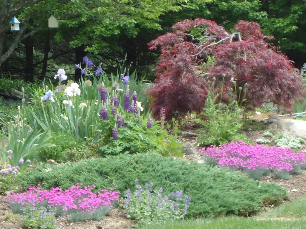 Carols Garden2